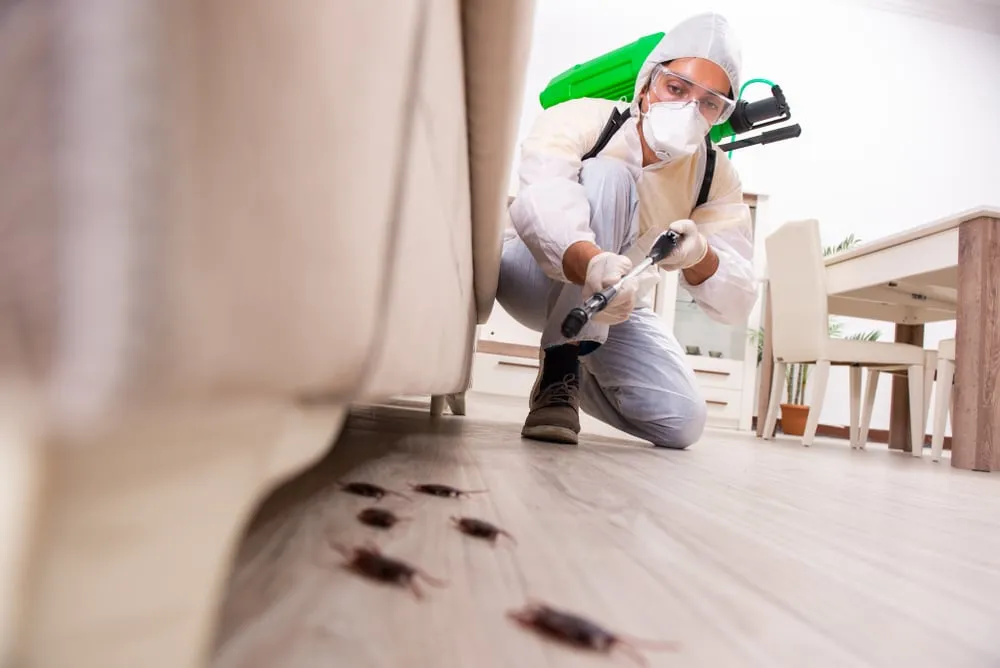 Choosing the Right Professionals for Indoor and Outdoor Pest Inspections

<p>" /></figure></p>
</div>

<div>
<p>Selecting the right professionals for indoor and outdoor pest inspections is a decision that goes to the heart of home maintenance and safety. Expert pest inspectors bring a wealth of knowledge and specialised tools that allow for thorough detection of even the most subtle signs of pest activity. </p>

<p>They have the training to identify specific pest species, understand their behaviours, and know where to look for infestations that the untrained eye would miss. Moreover, professional pest controllers can provide tailored solutions that are both effective and safe for your home environment, something that off-the-shelf treatments can seldom help ensure. </p>
</div>
</div>

<div aria-hidden=
