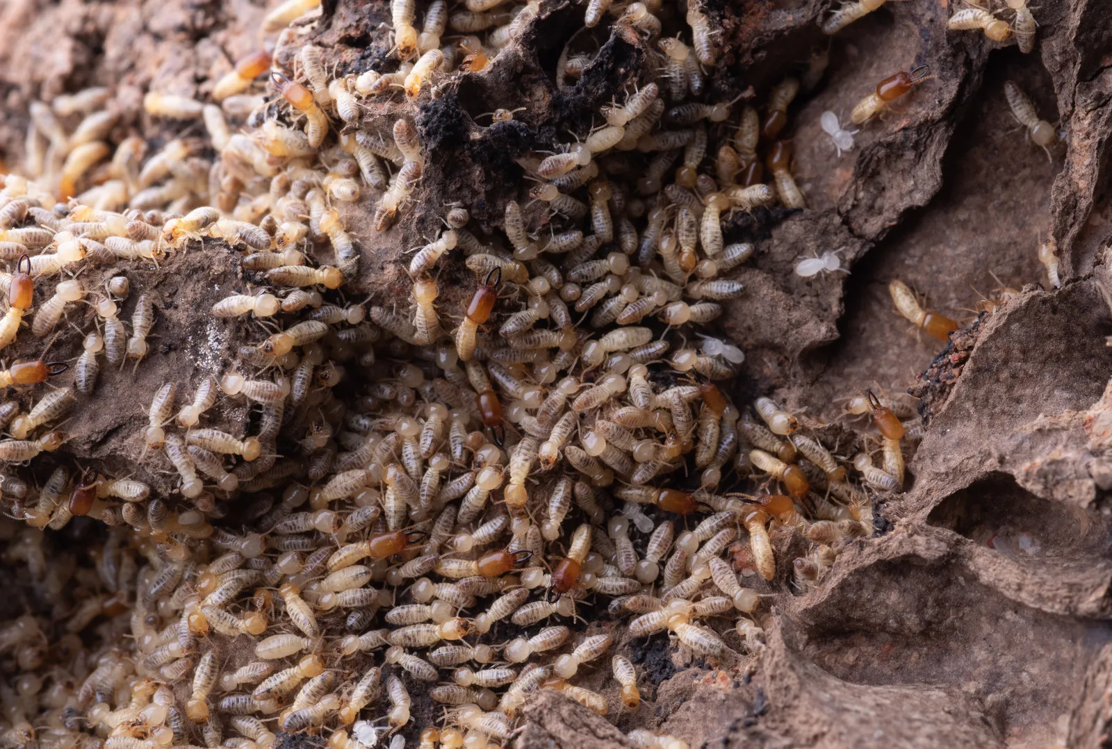 Regular Pest Inspections: Why Are They So Crucial? - Common Household Pests and Their Impact