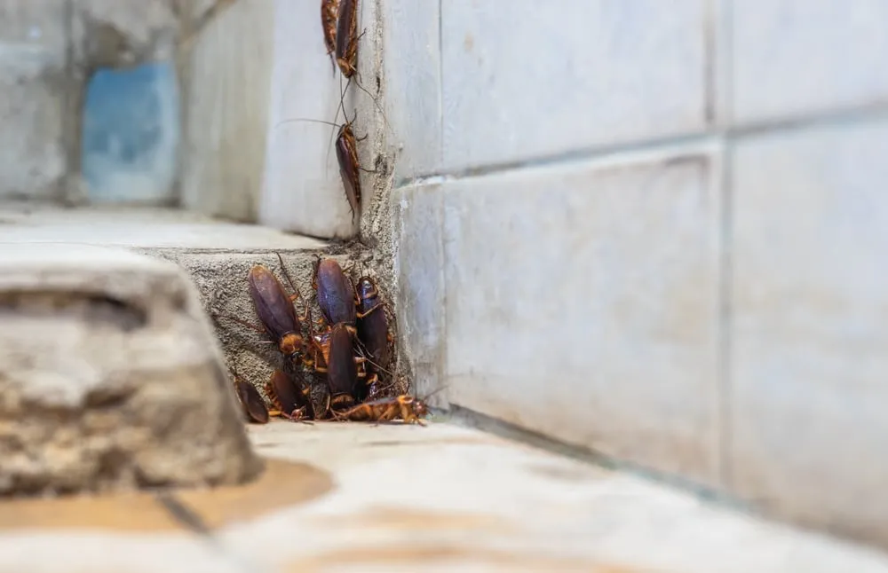 Common Household Pests to Look Out For

<p>" /></figure></p>
</div>

<div>
<p>Identifying and addressing potential infestations of common pests like rodents, cockroaches, ants, and spiders is key to maintaining a healthy and safe environment. </p>

<p>Each of these pests can pose its unique threats, from the disease-carrying capacity of rodents and cockroaches to the painful bites and stings of ants and spiders, underlining the importance of vigilant pest management. </p>

<p>Understanding their habits, entry points, and what attracts them to your space is essential in preemptively countering their presence. </p>
</div>
</div>

<p>Implementing proper sanitation, sealing off entry points, and ensuring that food is stored securely are fundamental steps in mitigating their impact on health safety. Regular checks by professionals can provide added assurance that these common pests are kept at bay, preserving both the well-being of the occupants and the integrity of the property itself.</p>

<div aria-hidden=