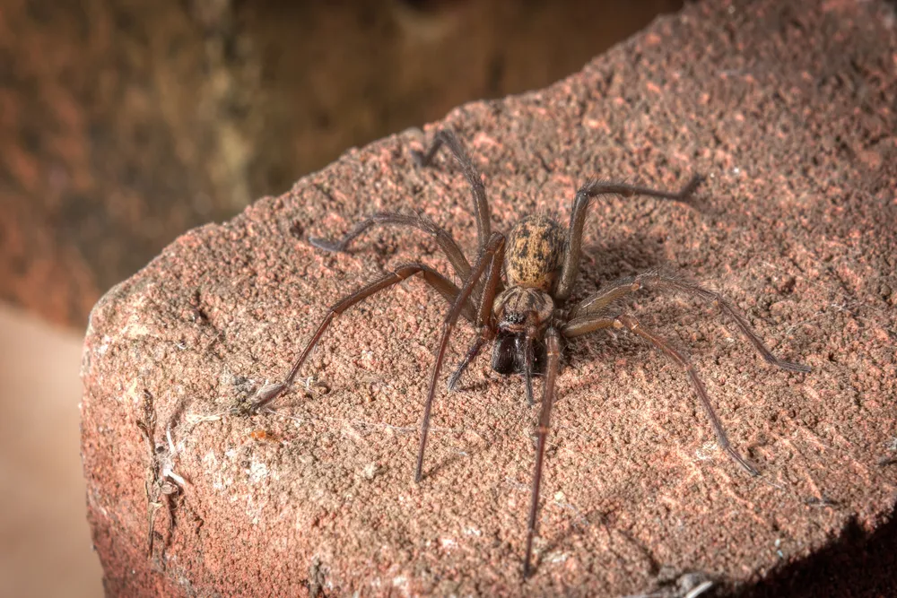 Common Household Pests
<p>" /></figure></p>
</div>
<div>
<p>Various pests such as spiders, termites, rodents, cockroaches, and bed bugs are common concerns in many regions, each presenting unique challenges to property owners. Spiders often find their way into both secluded and inhabited spaces, leaving behind tell-tale webs. </p>
<p>Termites, although less visible, pose a significant risk to wooden structures, silently causing potential damage. Rodents and cockroaches are pervasive, known for their destructive feeding habits and for being carriers of disease. </p>
</div>
</div>
<p>Bed bugs, small but impactful, are notorious for infiltrating sleeping quarters, resulting in distress and discomfort. These prevalent critters underscore the necessity for diligent pest control and regular inspection routines to maintain a safe and healthy living environment.</p>
<div aria-hidden=