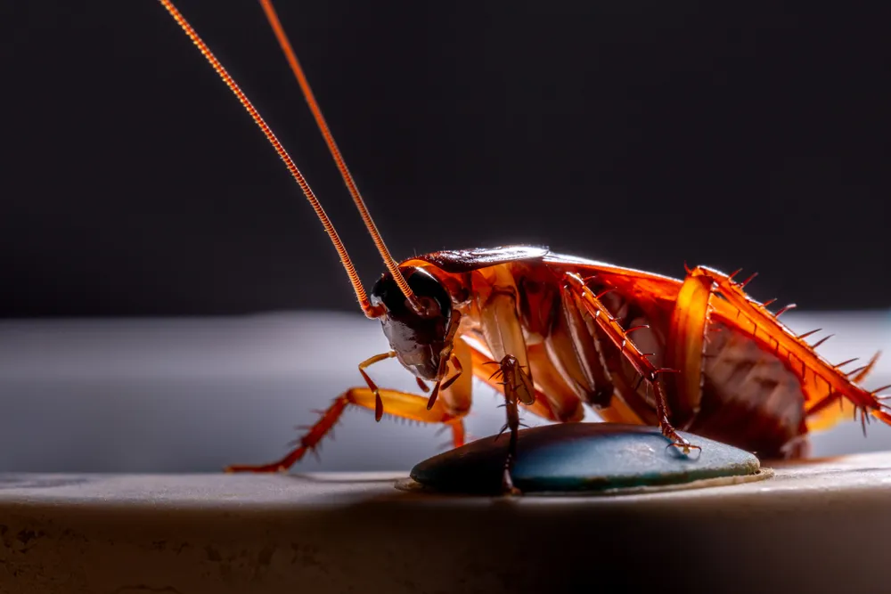 Common Pests Found in Buildings:
<p>macro, close up, of, a, red, cockroach, at, night" /></figure></p>
</div>
<div>
<p>In the diverse climate of Australia, buildings are routinely challenged by the pervasive presence of pests such as termites, rodents, and cockroaches. Termites, in particular, pose a significant threat due to their wood-consuming habits, which can silently compromise the structural integrity of houses and commercial buildings alike. </p>
<p>Rodents are not just a nuisance but also a health hazard as they can carry diseases and cause electrical fires by gnawing through wiring. Cockroaches, with their resilience and rapid breeding, can quickly infest an area, spreading bacteria and triggering allergies and asthma. </p>
<p>These common pests require vigilant monitoring and management to protect Australian buildings from the considerable damage and health risks they bring.</p>
</div>
</div>
<div aria-hidden=
