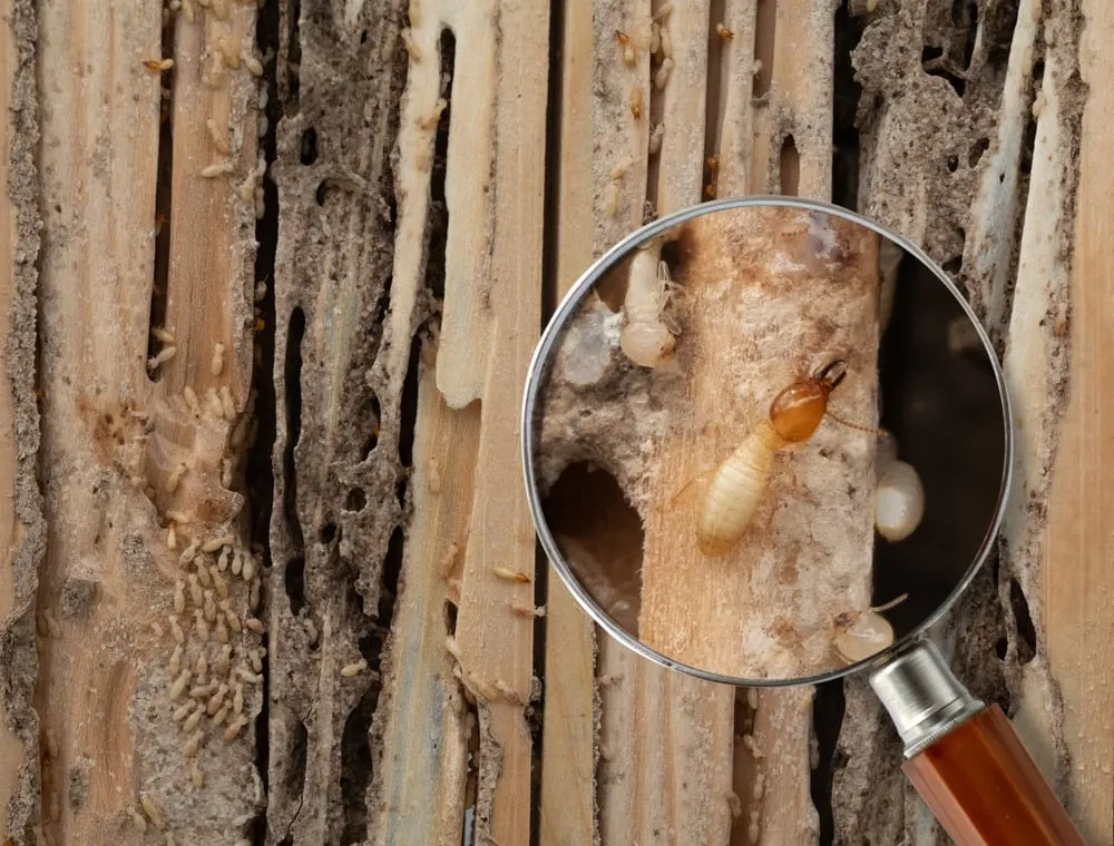 Consequences of Skipping Regular Pest Inspections
<p>" /></figure></p>
</div>
<div>
<p>Neglecting the critical routine of regular pest inspections is analogous to overlooking the small print in a contract, with significant repercussions often surfacing later. </p>
<p>Such omissions can result in extensive and costly damage repairs as unchecked pests undermine structural integrity and invite decay. </p>
<p>Health risks escalate too, with pests acting as vectors for disease and triggers for allergies, thereby compromising the well-being of occupants. </p>
<p>Moreover, the absence of consistent pest management may also lead to potential legal consequences, as property owners are held accountable for ensuring the habitability and safety standards of their premises. </p>
</div>
</div>
<p>Ultimately, skimping on regular pest control inspections is a gamble that can put property owners at financial, health, and legal risk, proving the adage that an ounce of prevention is indeed worth a pound of cure.</p>
<div aria-hidden=