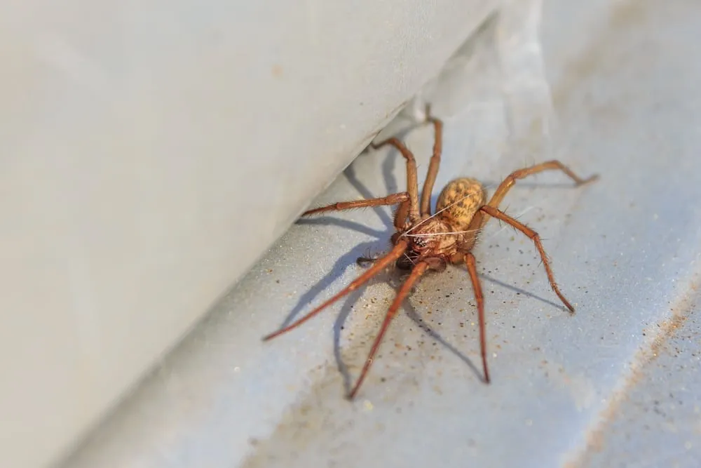 Detecting Spider Infestations