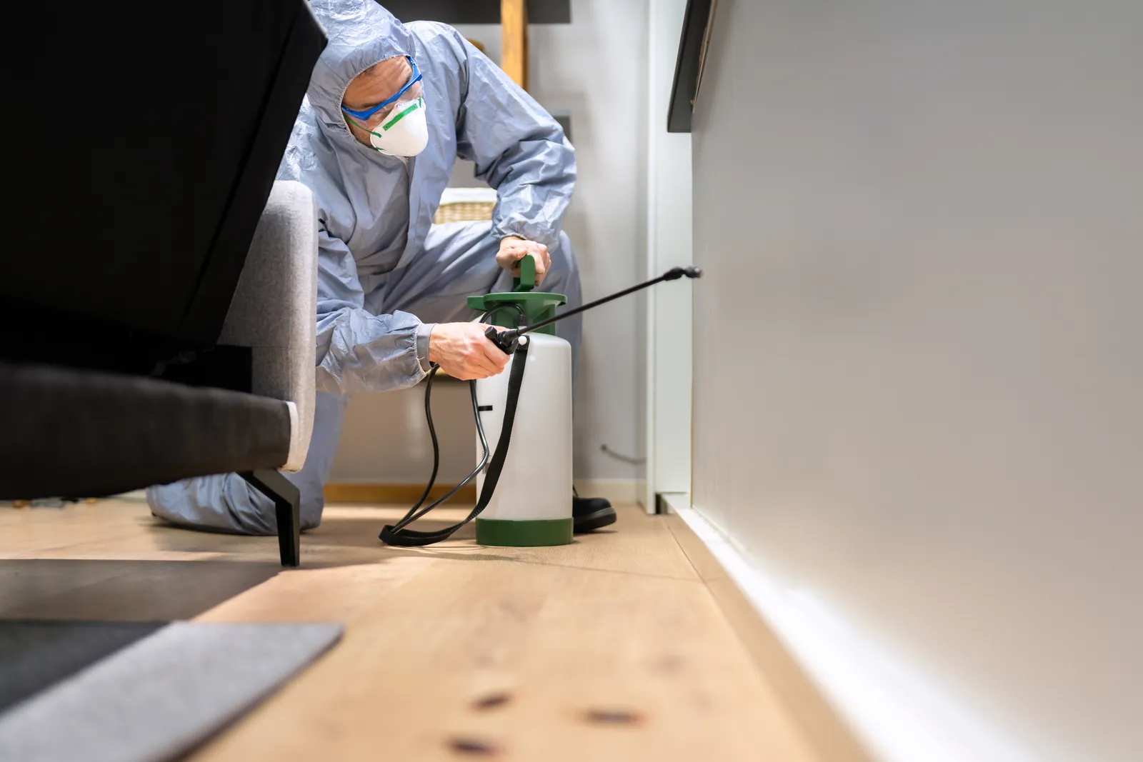 Different Methods of Timber Pest Eradication