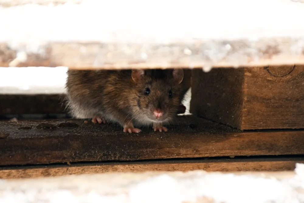 Effects of Pests on Construction Sites and PrePost-Construction Stages