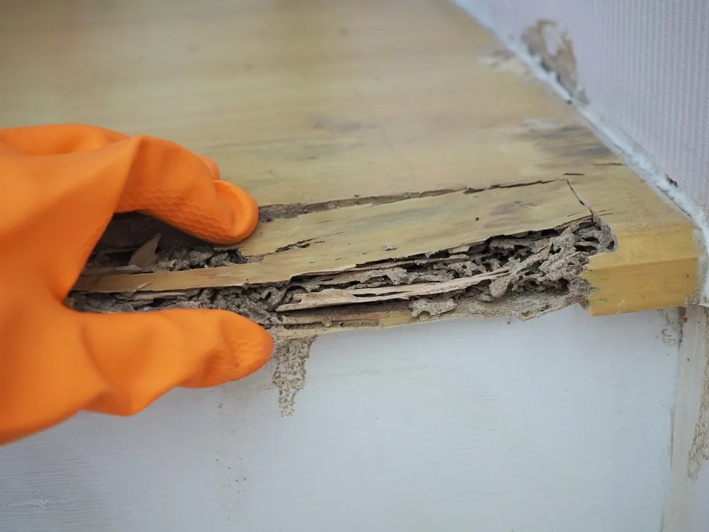 Hiring a Dedicated Pest Control Inspector