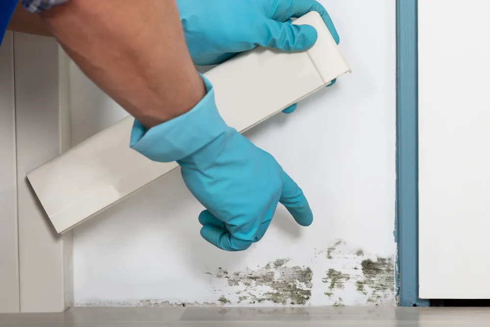 Hiring a Professional for Mould Inspection and Remediation