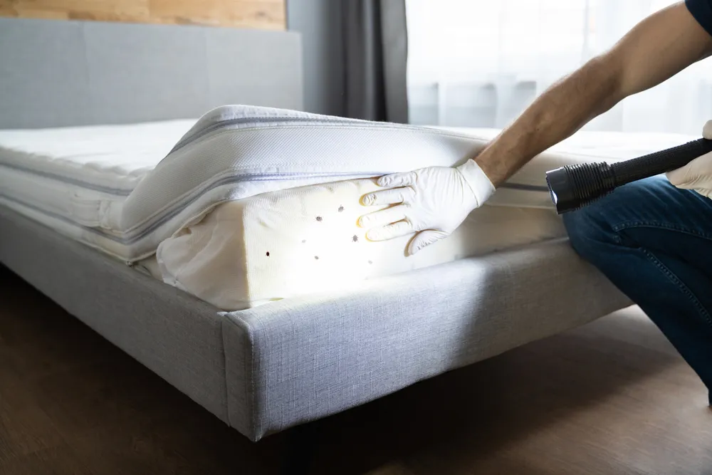 How Professional Pest Inspections Can Help
<p>" /></figure></p>
</div>
</div>
<div aria-hidden=