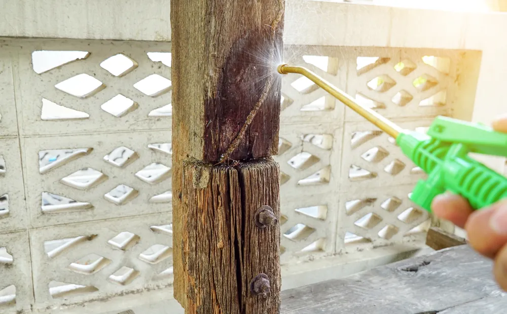 How to Conduct a Proper Pest Inspection