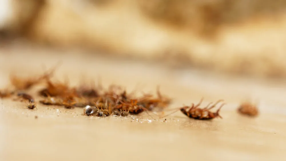 Routine Pest Inspections: Emphasising Cockroach Checks - Identifying and Treating Cockroach Infestations