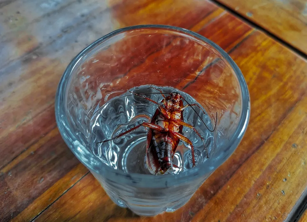 Detecting Cockroach Presence in Pest Inspections: The Crawl Behind the Walls - Identifying Cockroach Presence in Pest Inspections