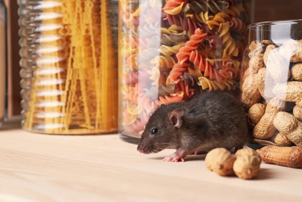 Identifying Signs of Rodent Infestation