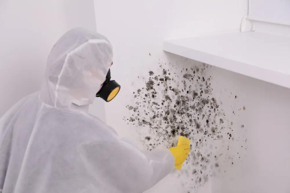 Importance of Professional Mould Inspection