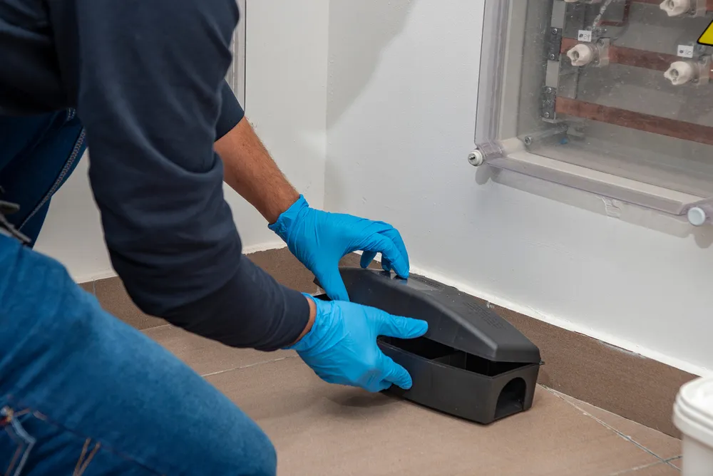 Importance of Professional Pest Inspections