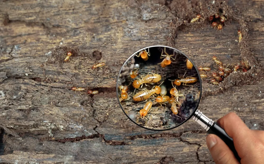 Importance of Timber Pest Inspections