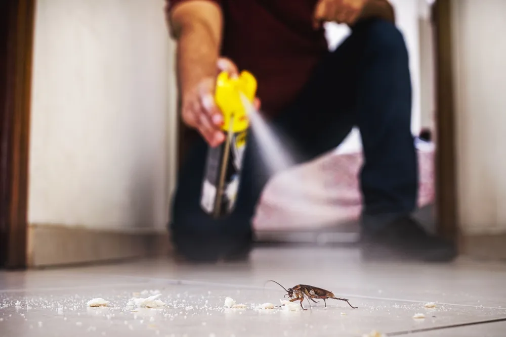 Detecting Cockroach Presence in Pest Inspections: The Crawl Behind the Walls - Managing a Cockroach Infestation