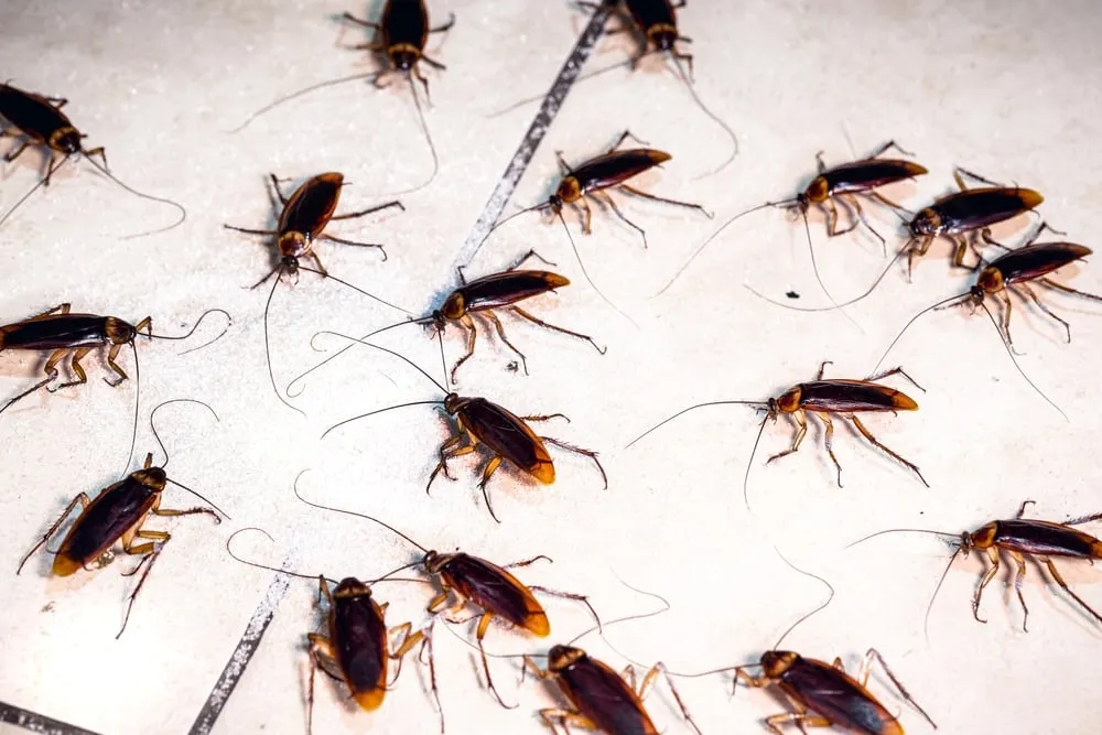 Methodical Pest Inspections Addressing Cockroach Problems