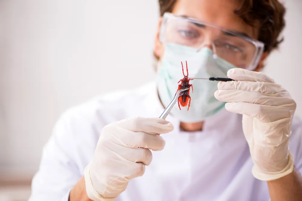 Methodical Pest Inspections for Cockroach Control