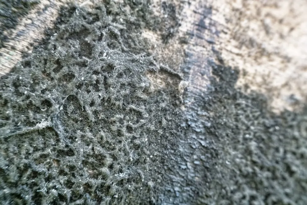 Mould Inspection Reports A Deep Dive Into Its Intricacies