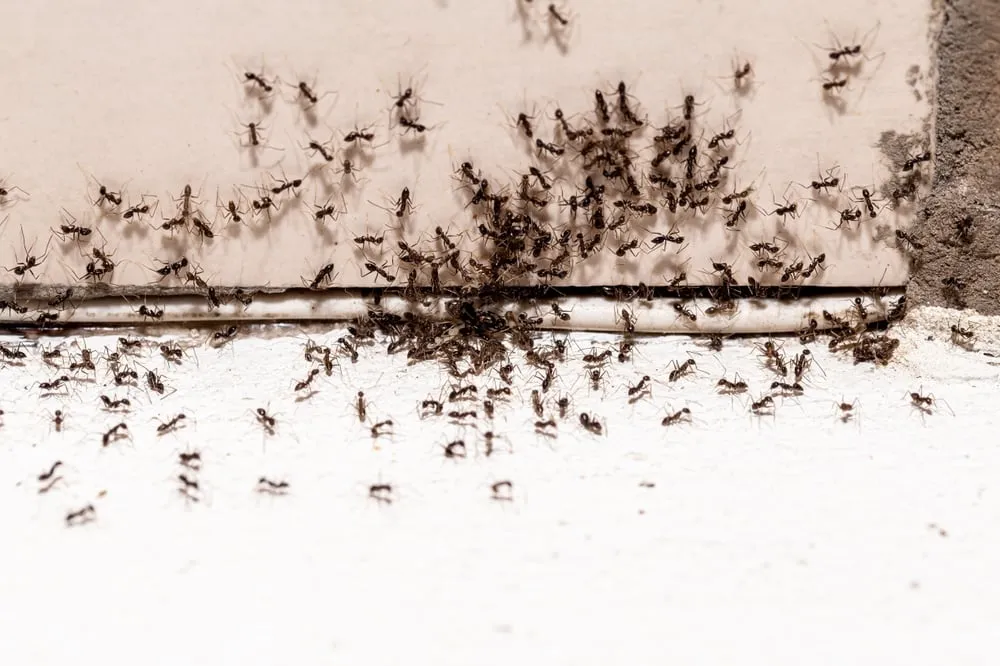 ant,infestation,,hole,and,crack,in,the,wall,with,insects,