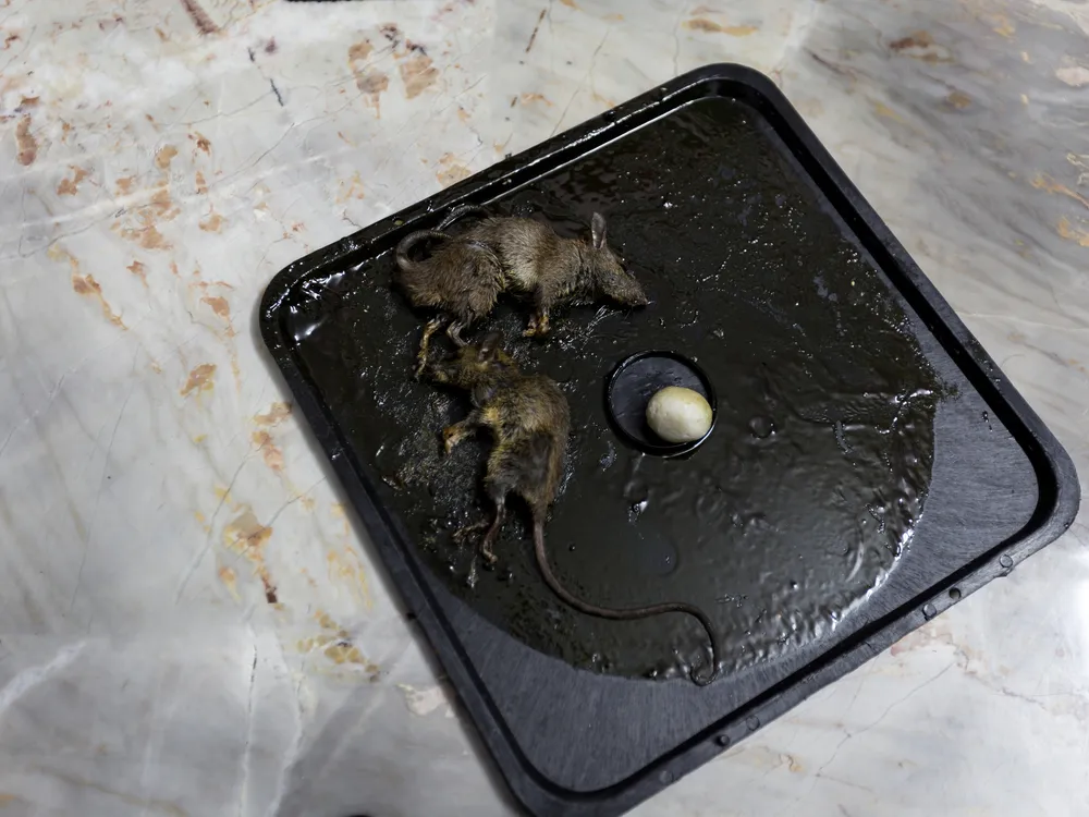 Prevention and Control:

<p>glue, mousetrap, eliminate, rodent, infestation, that, destroyed, what, home, damage" /></figure></p>
</div>

<div>
<p>Combatting rodent infestations is a multifaceted endeavour that begins with education on prevention. We’re here to share practical tips on how to make your property less inviting to these pervasive pests, focusing on sanitation and habitat modification as the first lines of defence. </p>

<p>For those dealing with an existing problem, we’ll cover a range of techniques, from employing chemical control methods to selecting and positioning traps effectively. Additionally, we’ll highlight the importance of personal protection to ensure safe and hygienic handling of rodent-related materials. </p>

<p>Stay tuned for our comprehensive guide that promises to equip you with the necessary insights to maintain a rodent-free environment, safeguarding the health of your household and the integrity of your property.</p>
</div>
</div>

<div aria-hidden=