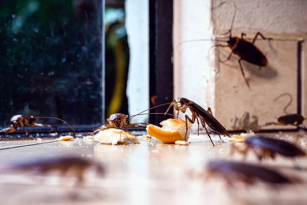 Detecting Cockroach Presence in Pest Inspections: The Crawl Behind the Walls - Prevention and Monitoring