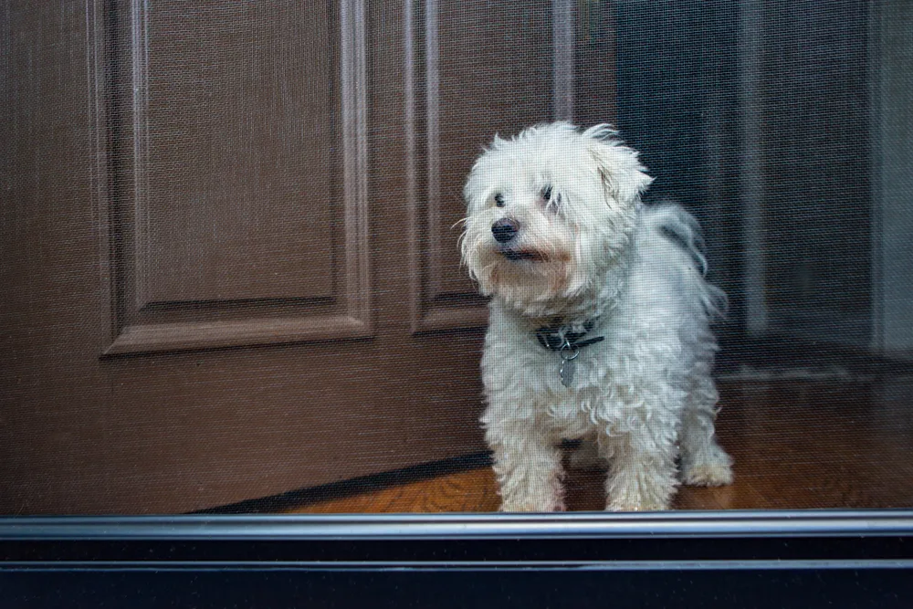 Remove pets from the premises