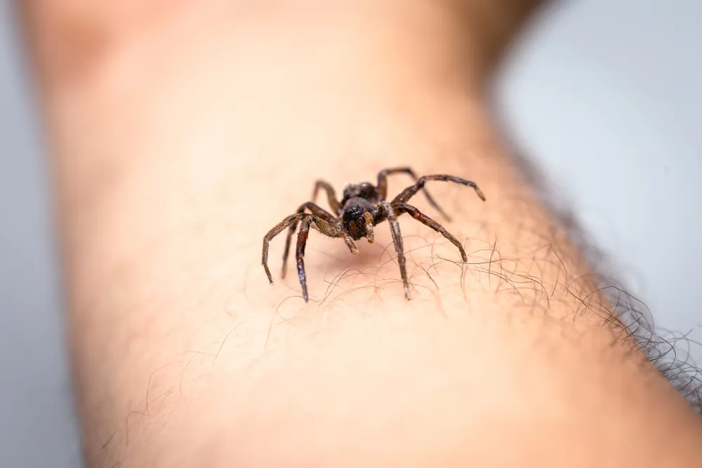 Risks Posed by Spiders