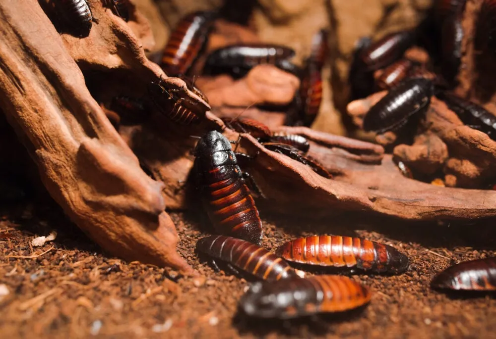 Routine Pest Inspections Emphasising Cockroach Checks
