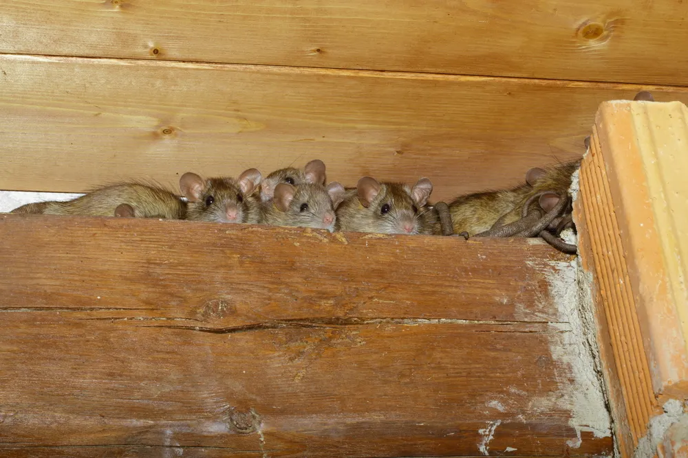 Signs of a Rodent Infestation:

<p>rats, in, a, shed" /></figure></p>
</div>
</div>

<div aria-hidden=