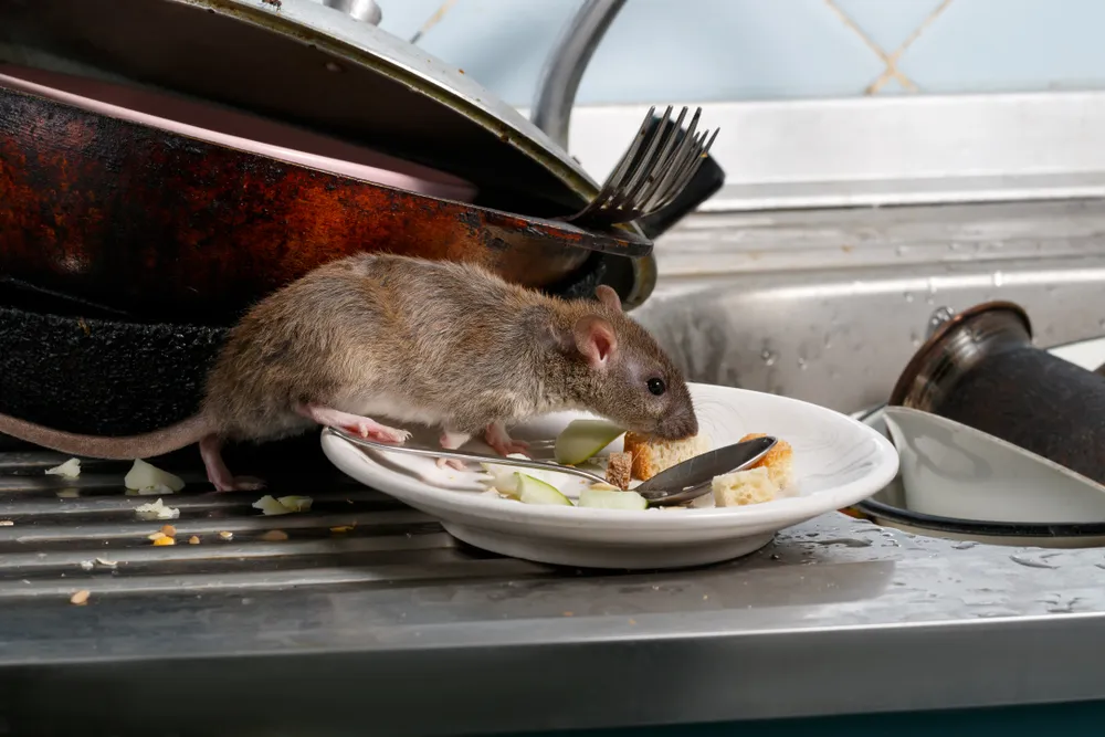 Signs of Rodent Infestations in Businesses

<p>" /></figure></p>
</div>
</div>

<div aria-hidden=