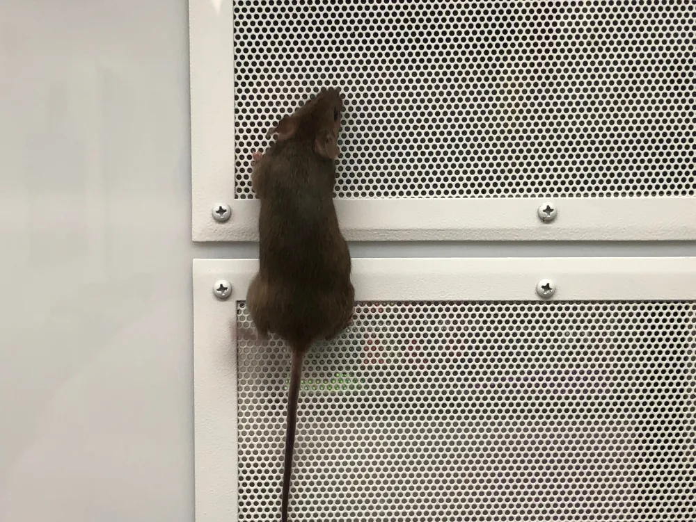 Structural Weak Points in Various Buildings

<p>" /></figure></p>
</div>

<div>
<p>Rodents such as rats and mice represent a significant hazard within buildings, far surpassing the level of mere inconvenience typically associated with a ‘nuisance’. Their presence carries heightened health risks, as they are natural reservoirs for a multitude of diseases, which they can spread as they traverse through a building. </p>

<p>Given their remarkable agility and keen survival instincts, rodents prove to be a formidable challenge when it comes to effective control measures. Their ability to navigate through tiny openings and evade capture requires strategic planning and execution to manage successfully. </p>

<p>Thus, in the context of property management, the importance of implementing comprehensive control strategies for these pests is paramount for maintaining a safe and healthy environment.</p>
</div>
</div>

<div aria-hidden=