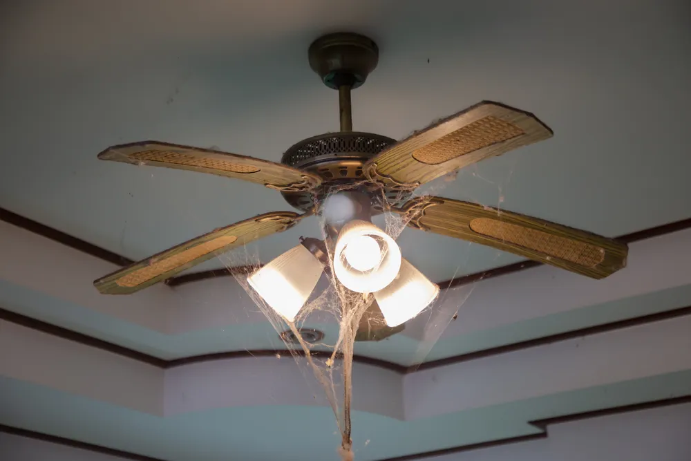 The Benefits of Pest Inspections