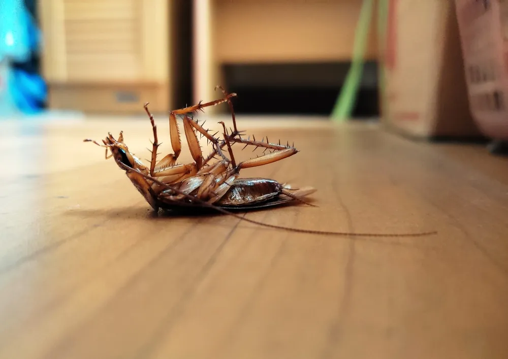 The Comprehensive Process of Pest Inspections