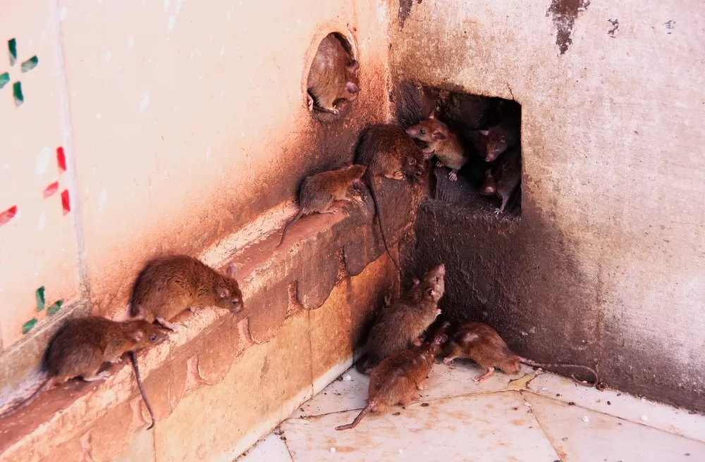 The Consequences of Skipping Regular Pest Inspections

<p>" /></figure></p>
</div>

<div>
<p>Neglecting regular pest inspections is a gamble with high stakes. Hidden dangers lurk where pests go undetected, often leading to contamination risks especially when pests like rodents and cockroaches carry pathogens into your living or work spaces. </p>

<p>The integrity of your property stands on shaky ground without these inspections, as undiagnosed termite activity or other pest-related issues can cause insidious structural damage over time. </p>

<p>Financially, the cost of addressing extensive damage or a full-blown infestation can be staggering compared to the manageable expense of routine inspections. In essence, bypassing these important evaluations can jeopardise your health, compromise your safety, and potentially lead to considerable economic loss.</p>
</div>
</div>

<div aria-hidden=