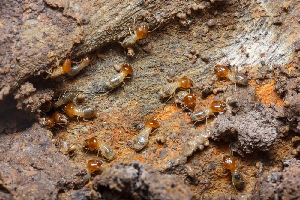 The Hidden Dangers of Pests in Rental Properties
<p>" /></figure></p>
</div>
</div>
<p>For landlords, this can mean hefty financial losses and legal liability, while for tenants, it impinges on the comfort and safety of their living space, making pest control a key priority in property management.</p>
<div aria-hidden=
