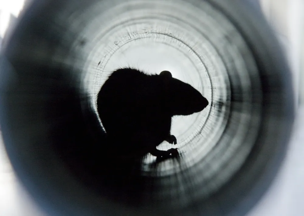 The Impact of Rodent Infestation - Rodent Damage