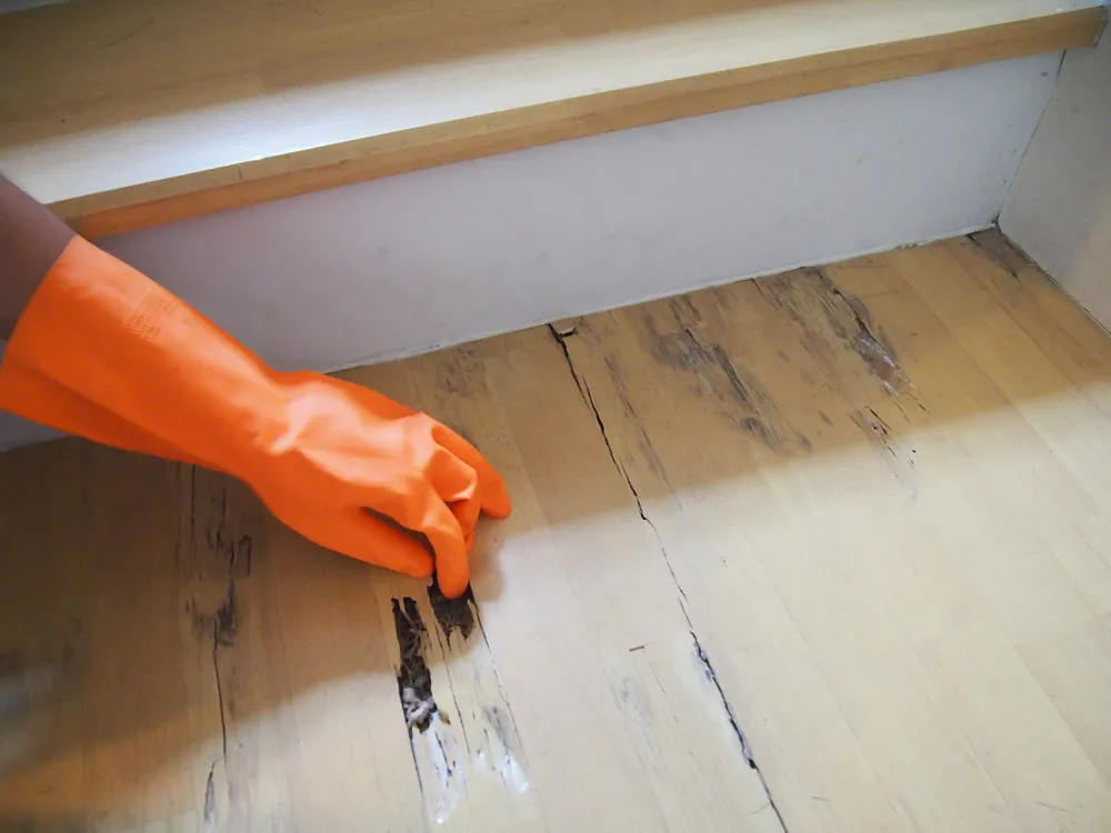 The Importance of Building Inspections for Pest Control:
<p>termites, eat, wood, floor, and, floor, repair." /></figure></p>
</div>
</div>
<div aria-hidden=