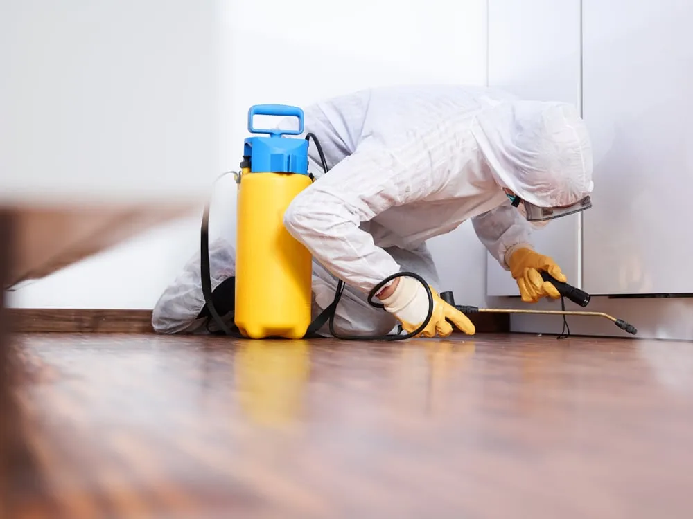 The Importance of Comprehensive Pest Inspections
<p>" /></figure></p>
</div>
</div>
<div aria-hidden=