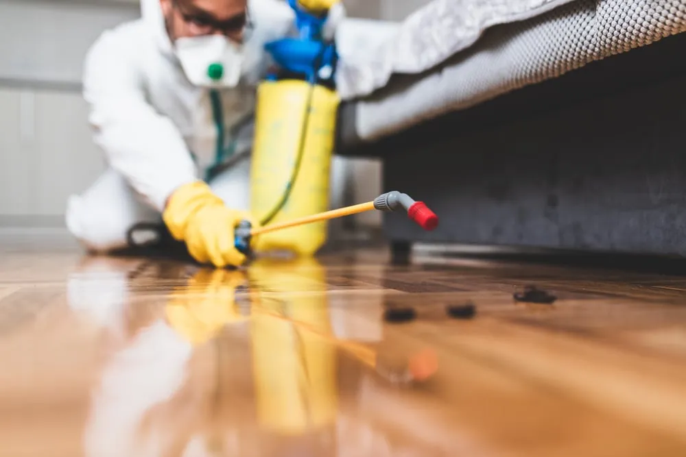 The Importance of Pest Inspections