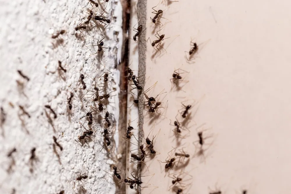 The Importance of Regular Indoor and Outdoor Pest Inspections