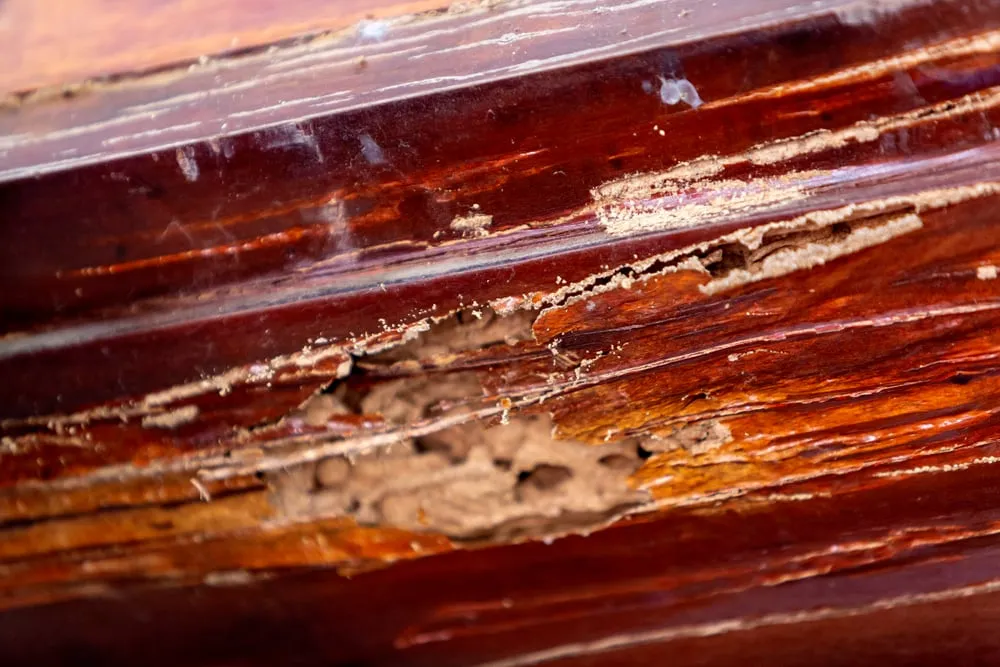 The Importance of Regular Pest Inspections