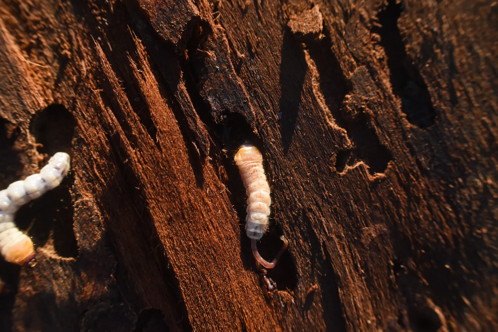 The Importance of Regular Pest Inspections in Building Safety