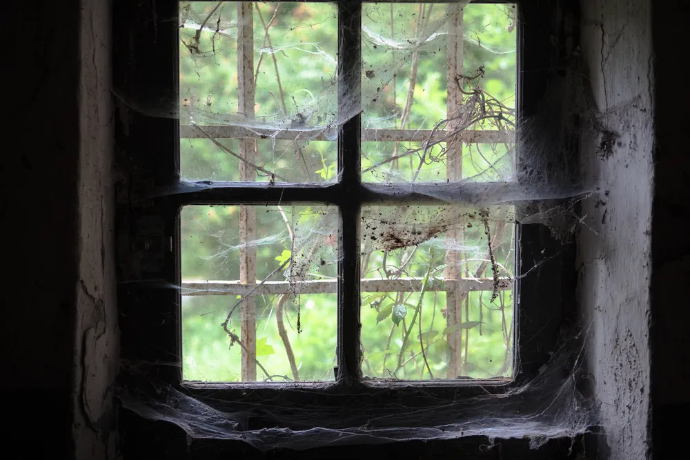 The Importance of Spider Checks in Pest Inspections