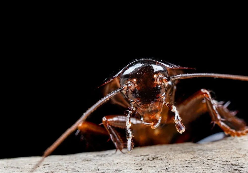 The Role of Regular Pest Inspections
<p>" /></figure></p>
</div>
<div>
<p>The strategic scheduling of regular pest inspections stands as an invaluable practice for property owners, serving as an early detection system against the stealthy invasion of pests. </p>
<p>These inspections are vital in discovering infestations that often remain hidden until they’ve caused significant, and sometimes irreversible, damage to the property’s structure and safety. </p>
<p>By identifying these issues early, property owners can take swift action to prevent further deterioration and the potential for substantial repair costs. </p>
</div>
</div>
<p>Additionally, these inspections ensure that properties remain in compliance with health and safety regulations, which are designed to protect residents and the community at large. Ultimately, regular pest inspections are an essential component in the maintenance of any property, acting as a safeguard to maintain its condition and uphold regulations for the well-being of all occupants.</p>
<div aria-hidden=