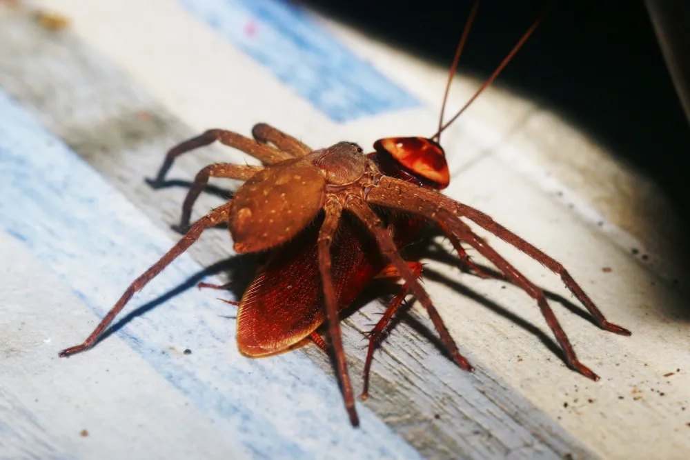 The Role of Spiders in Pest Control