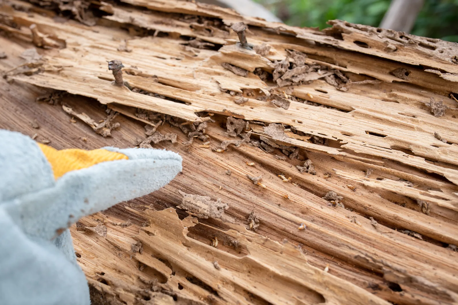 What is a Timber Pest Inspection?