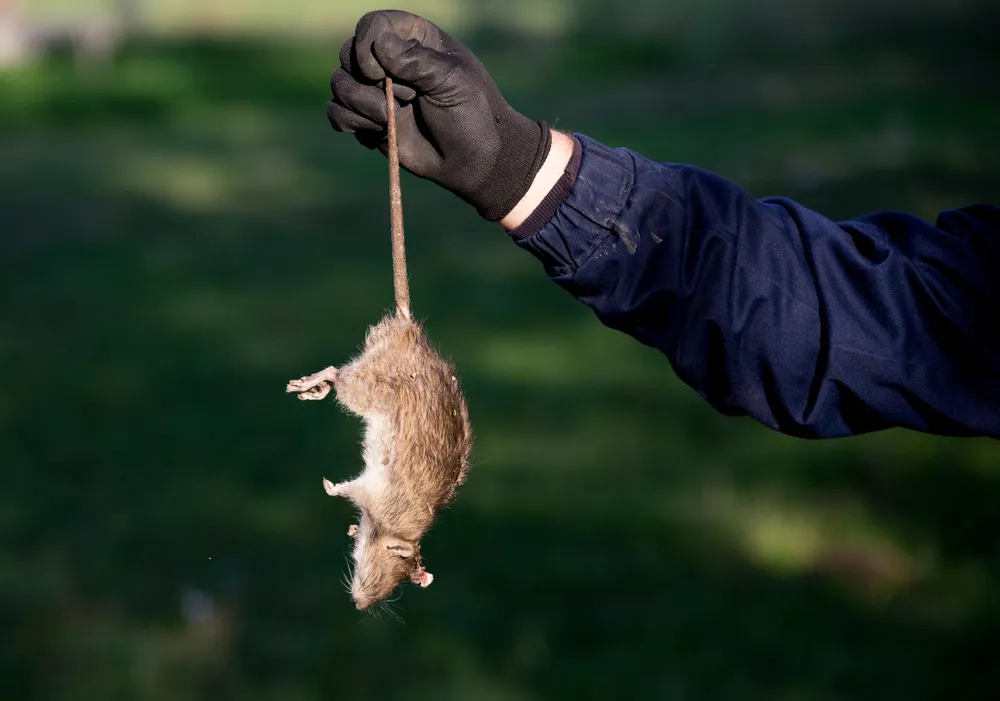 Top mistakes in pest control