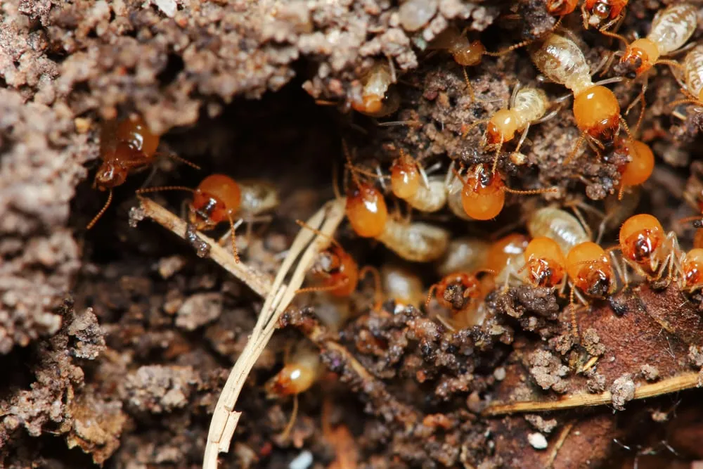 Types of Common Pests Found During Inspections
<p>" /></figure></p>
</div>
<div>
<p>Within the vast and diverse landscape of Australia, property inspections often reveal a consistent trio of common pests. Termites frequently top the list, infamous for their wood-devouring habits that can lead to significant structural damage. </p>
<p>Rodents, including resourceful rats and stealthy mice, are also regular culprits uncovered during inspections, known for their ability to infiltrate buildings and cause various issues. </p>
<p>Bed bugs, though small in stature, pose a large problem as they infest sleeping areas and cause distress to occupants. Identifying these pests early on is crucial in preventing the long-term damage and health risks they invariably bring.</p>
</div>
</div>
<div aria-hidden=