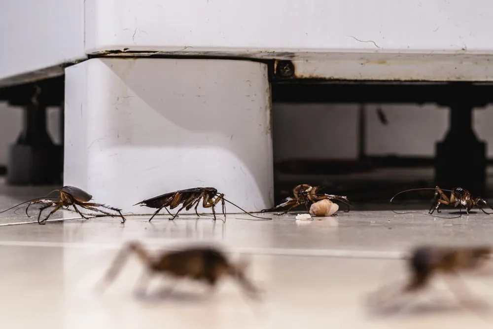 Types of Pest Infestation Evidence
<p>" /></figure></p>
</div>
<div>
<p>When entangled in pest infestation disputes, the presentation of concrete evidence is fundamental in establishing or contesting claims. Accurate identification and meticulous documentation of the presence of pests provide the keystone of such evidence, substantiating the severity and scope of the infestation. </p>
<p>This documentation must capture the type of pests, their locations, and any damage caused, often through photographs, physical samples, and detailed notes. It serves as an irrefutable record that can aid in tracing the origin of the infestation, which is paramount in determining liability and guiding remediation efforts. </p>
<p>Armed with this evidence, parties involved in the dispute have a solid baseline from which to negotiate and resolve the complexities that pests bring into legal confrontations.</p>
</div>
</div>
<div aria-hidden=